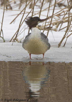 Stor Skallesluger female