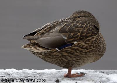 GraaAnd female