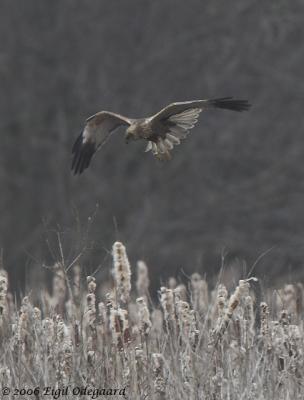 Rørhøg (Circus aeruginosus)