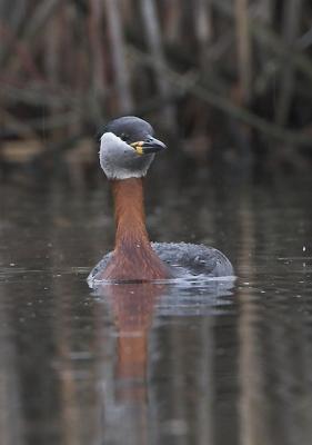 Graastrubet Lappedykker male