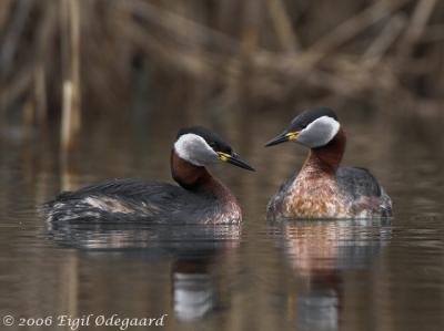 Graastrubet Lappedykker male+female