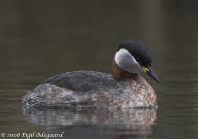 Graastrubet Lappedykker female