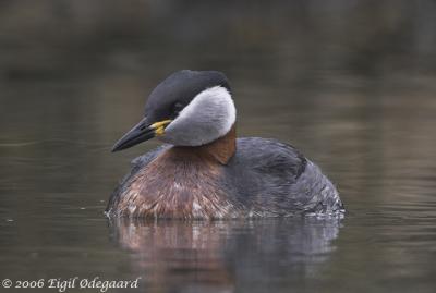 Graastrubet Lappedykker male
