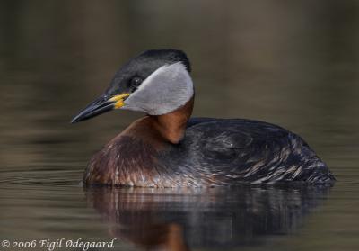 Graastrubet Lappedykker male
