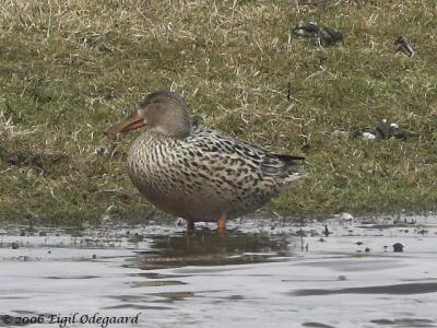 SkeAnd female