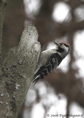 Lille Flagsptte male