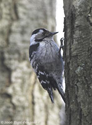 Lille Flagsptte female