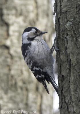 Lille Flagsptte female