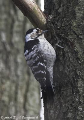 Lille Flagsptte female