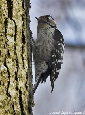 Lille Flagsptte female