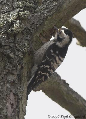 Lille Flagsptte female