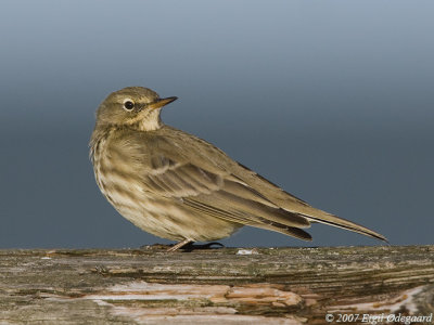 Skrpiber (Anthus petrosus)