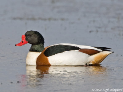 Gravand male