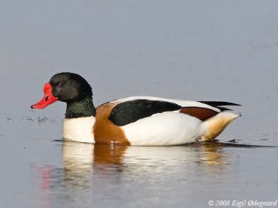 Gravand male