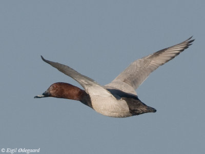 TaffelAnd male