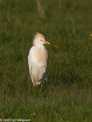 Kohejre (Bubulcus ibis)