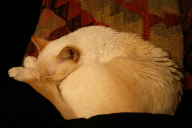 shishi tucked away
