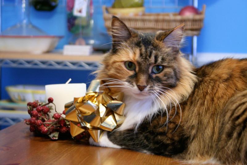 Mel in festive spirits