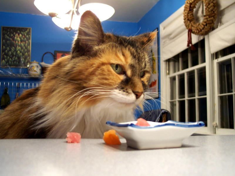 mel only eats from bowls, thank you