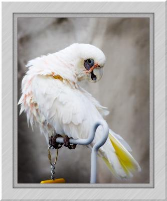 pet_portraits