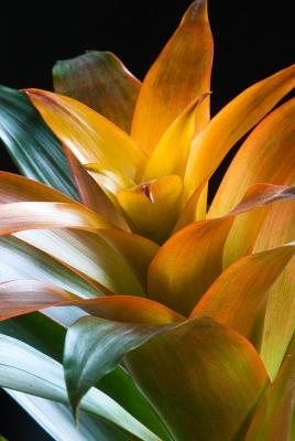 bromeliad.jpg