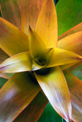 bromeliad 2.jpg