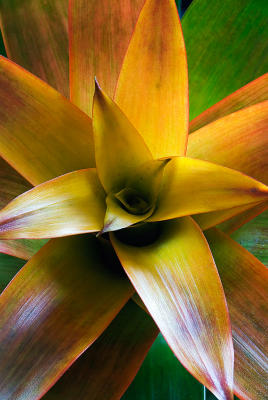 bromeliad 3.jpg