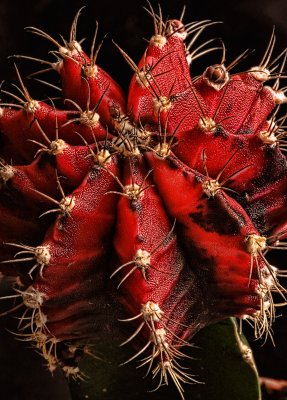 colorful cacti.jpg