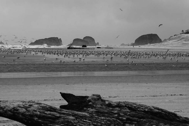 Cannon Beach b&W