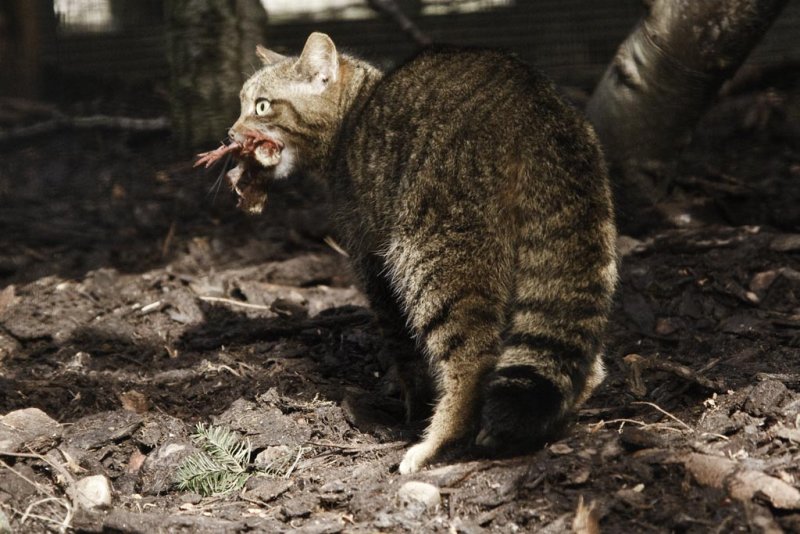 Tiger of the Highlands, The Scottish Wildcat (felis silvestris grampia)