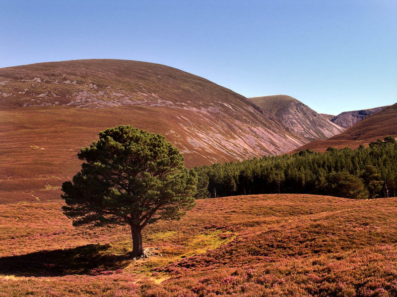 Glen Feshie