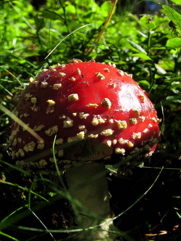 Fly Agaric