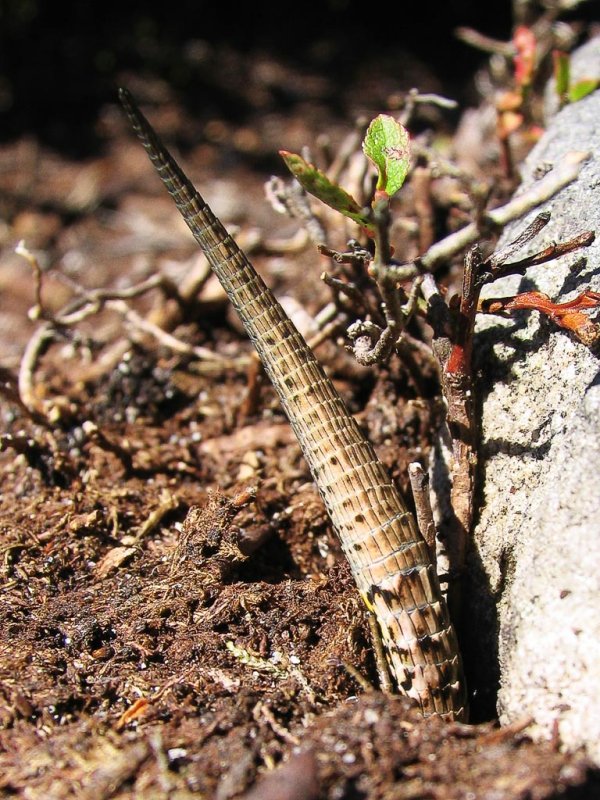 Lizard Tail