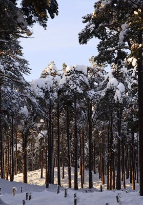 Pine Trees.jpg