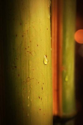 Bamboo Drop