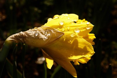 Daffodil