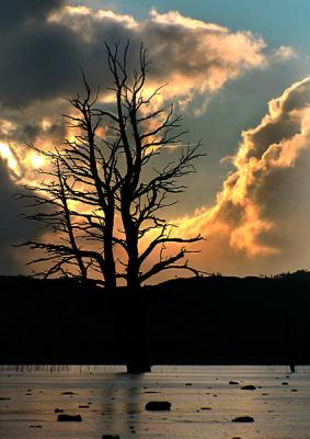 g3/10/412510/3/54521482.Tree.jpg