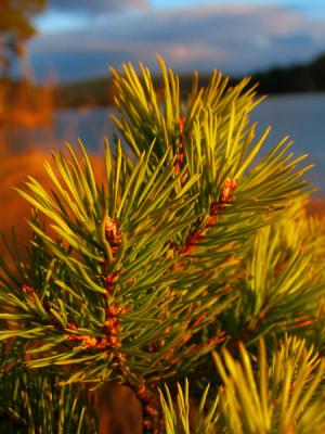 Young Scots Pine