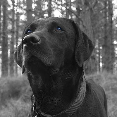 17th January Black & White Blue