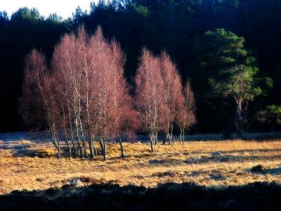 19th January Birch Trees