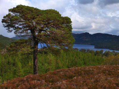 Lonely Pine