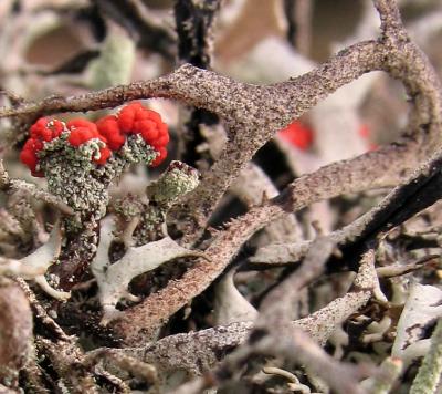 27th January Lichen Flower