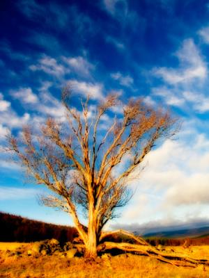 Blue sky Sepia Glow small.jpg