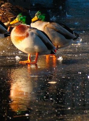31st January Not Weather for Ducks