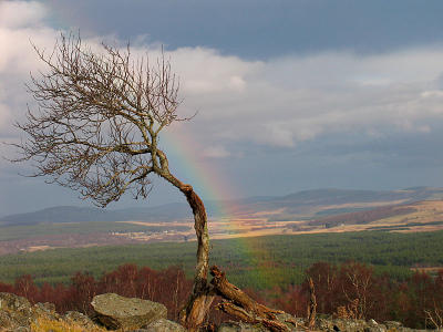 11th February Lone Tree and Rainbow