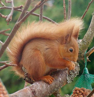 26th February Red Squirrel