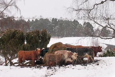 2nd March Cold Cows