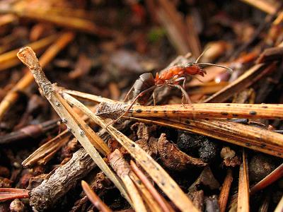 31st March Wood Ant