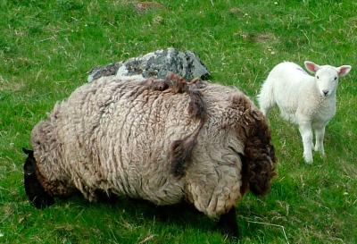 21st April New Lamb