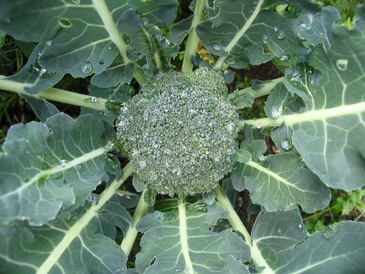 6th September Broccoli